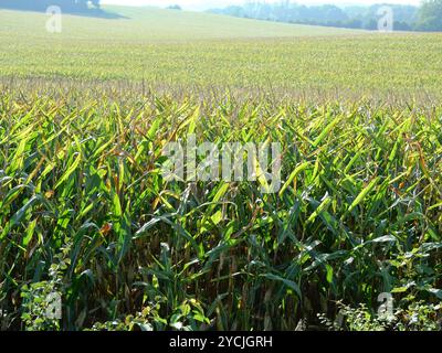 Das Maisfeld nähert sich der Ernte. Auf der Insel Rügen wird ein erheblicher Teil des Maisanbaus zur Energieerzeugung und Biogaserzeugung angebaut. Stockfoto