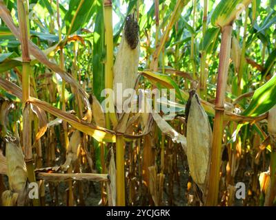 Das Maisfeld nähert sich der Ernte. Auf der Insel Rügen wird ein erheblicher Teil des Maisanbaus zur Energieerzeugung und Biogaserzeugung angebaut. Stockfoto