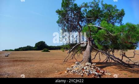 Nationalpark Inseln von Brijuni Stockfoto