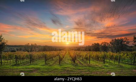 Bolgheri Vineyards Panoramablick bei Sonnenuntergang. Castagneto Carducci, Toskana, Italien Stockfoto