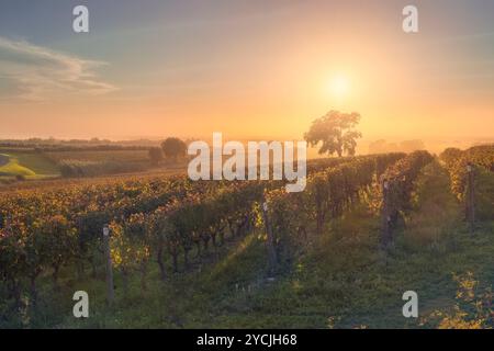 Bolgheri Weinberge und ein Baum in einem nebeligen Sonnenuntergang. Castagneto Carducci, Toskana, Italien Stockfoto