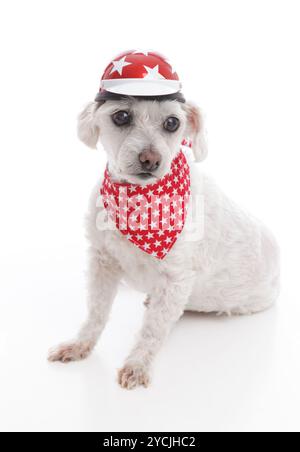 Weißer Hund mit Fahrradhelm und rotem Bandana mit Sternen Stockfoto