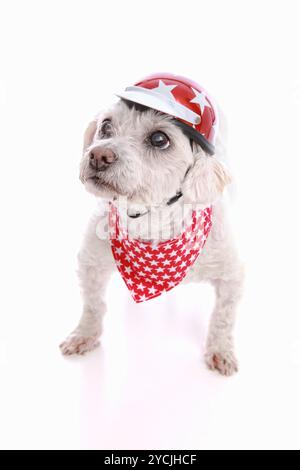 Ein kleiner, harter Hund, der einen Fahrradhelm und ein rotes Bandana mit Sternen trägt. Weißer Hintergrund. Stockfoto