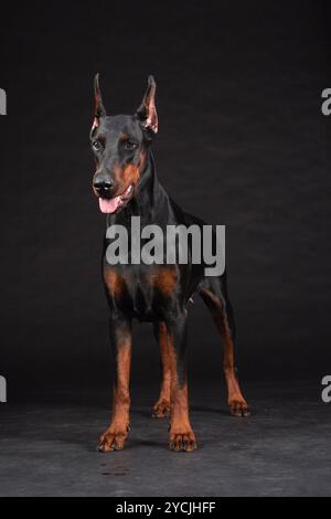 Dobermann-Porträt auf schwarz. Studioaufnahme der Hündin. Stockfoto