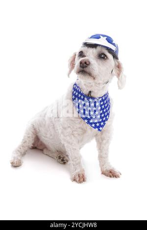 Niedlicher kleiner Hund mit Helm und Bandana vor weißem Hintergrund. Stockfoto