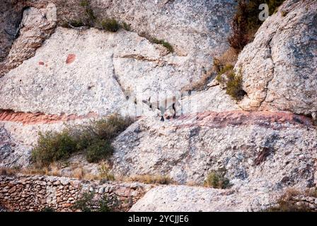 Spanischer Steinbock, Capra pyrenaica in den Bergen Stockfoto