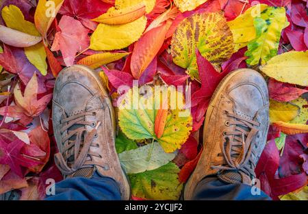 Blick von oben auf die Schuhe, die auf einer bunten Herbstlaub stehen Stockfoto