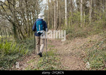 Mann wandert im Herbst auf einem Pfad in einem Wald Stockfoto