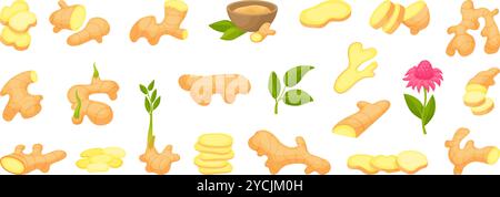 Ingwerpflanzen. Ingwerpulver in Schüssel, Wurzelscheiben und zur Hälfte mit grünem Spross und Blüte. Frische rohe Gewürze, Naturheilkunde und kochende neoterische Vektor Stock Vektor