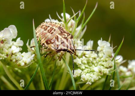 Schildwanzen - Carpocoris purreipennis, schönes gefärbtes Insekt aus europäischen Wiesen, Zlin, Tschechische Republik. Stockfoto