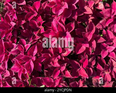 Gruppen von auffälligen roten coleus-Blättern sorgen für eine üppige, farbenfrohe Darstellung unter hellem Sonnenlicht. Stockfoto