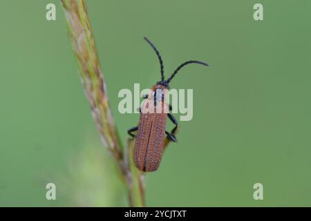 Cosnard's Net-Winged Beetle (Erotides cosnardi) Insecta Stockfoto