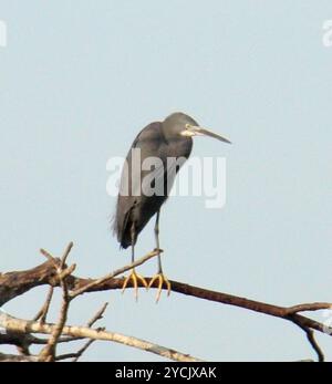 Dimorphe Egret (Egretta garzetta dimorpha) Aves Stockfoto