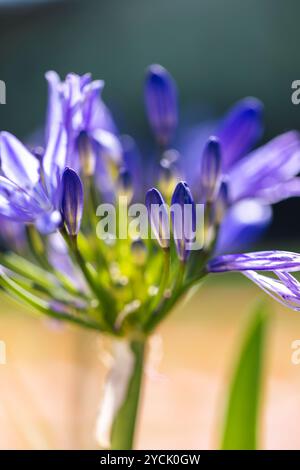 Eine Nahaufnahme einer geschlossenen afrikanischen Lilie blüht, auch nillilie oder Agapanthus genannt, die an einem sonnigen Tag hoch in einem Garten steht. Stockfoto