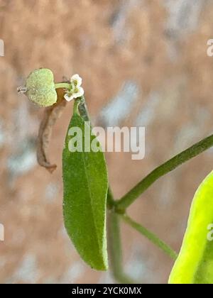 Grassleaf Spurge (Euphorbia graminea) Plantae Stockfoto