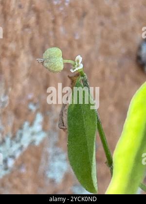 Grassleaf Spurge (Euphorbia graminea) Plantae Stockfoto