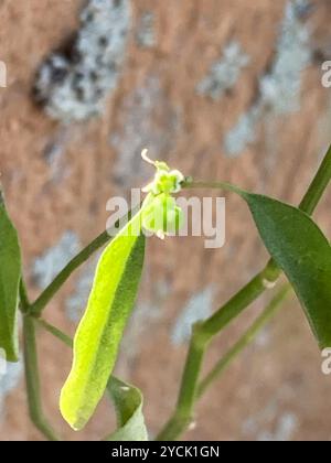 Grassleaf Spurge (Euphorbia graminea) Plantae Stockfoto