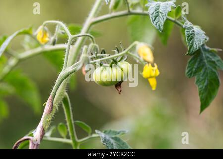 Eine Detailansicht einer unreifen Rindtomate, die noch an der Weinrebe befestigt ist, eingebettet zwischen leuchtend grünen Blättern und kleinen gelben Blüten. Die Szene Stockfoto