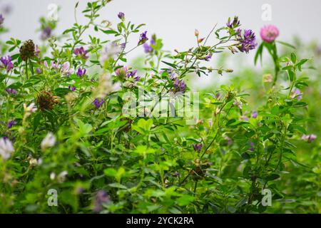 Rotklee (Trifolium pratense) mit roten bis violetten Blüten auf einem landwirtschaftlichen Feld. Stockfoto