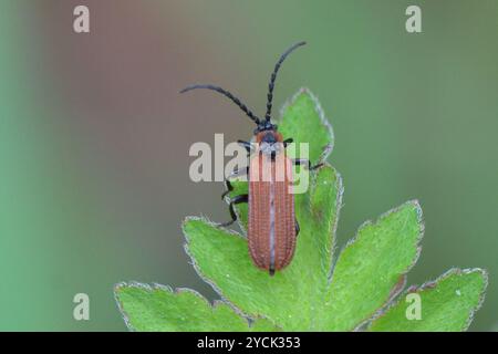 Cosnard's Net-Winged Beetle (Erotides cosnardi) Insecta Stockfoto