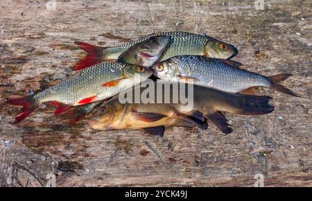 Rohen Süßwasserfische auf alten Holzbrett Stockfoto