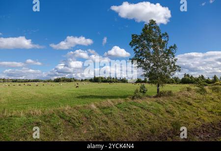 Sommerlandschaft mit grasenden Kühen auf der Weide Stockfoto