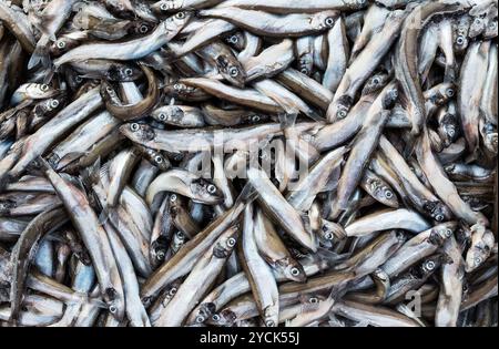 Gefrorener Schlachtfisch in Ziegelsteinen für Handel und Hintergrund Stockfoto