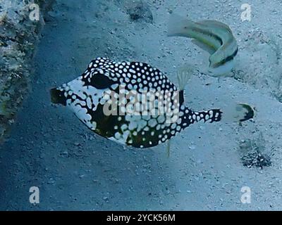 Glatter Trunkfish (Lactophrys triqueter) Actinopterygii Stockfoto