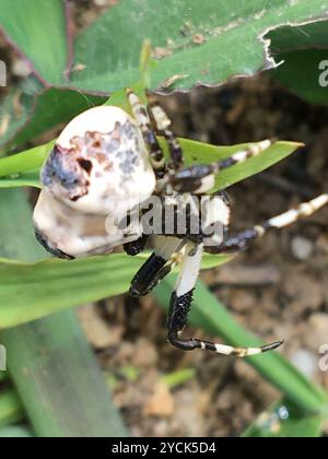 Gewöhnliche Vogelspinne (Celaenia excavata) Arachnida Stockfoto