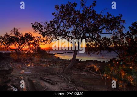 Sonnenuntergang Mangrove Ebbe und intertidal Untiefen Stockfoto