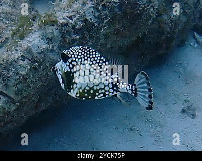 Glatter Trunkfish (Lactophrys triqueter) Actinopterygii Stockfoto