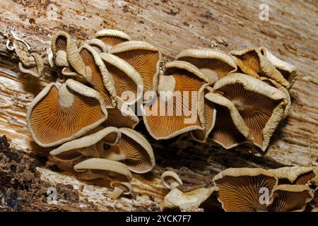 Panellus stipticus (Bitterauster) ist ein Pilz, der auf Harthölzern und Baumstämmen vorkommt. Es hat einen weltweiten Vertrieb und verursacht Weißfäule. Stockfoto