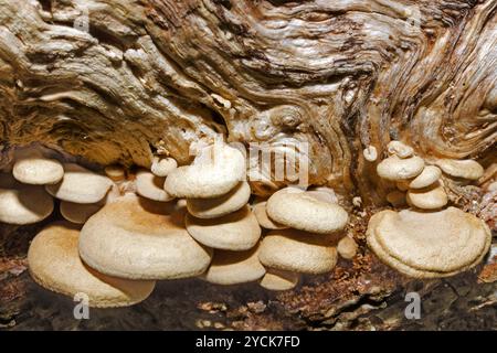 Panellus stipticus (Bitterauster) ist ein Pilz, der auf Harthölzern und Baumstämmen vorkommt. Es hat einen weltweiten Vertrieb und verursacht Weißfäule. Stockfoto