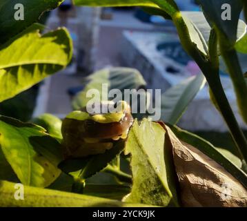 Eleganter Waldbaumfrosch (Dendropsophus elegans) Amphibia Stockfoto