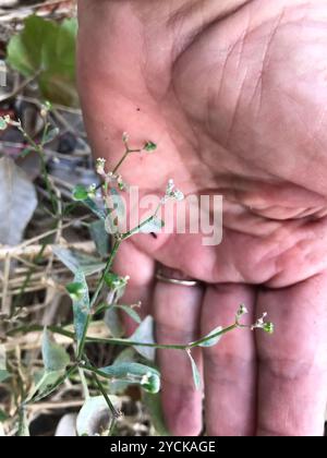 Grassleaf Spurge (Euphorbia graminea) Plantae Stockfoto