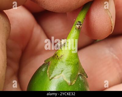 Grüne Kartoffelkäfer (Cuspicona simplex) Insecta Stockfoto