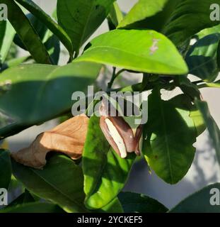 Eleganter Waldbaumfrosch (Dendropsophus elegans) Amphibia Stockfoto