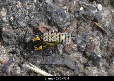 Gesträhnte Pflanzenkäfer (Miris striatus) Insecta Stockfoto