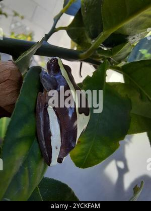 Eleganter Waldbaumfrosch (Dendropsophus elegans) Amphibia Stockfoto