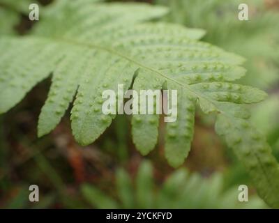 Südliche Polypodie (Polypodium cambricum) Plantae Stockfoto