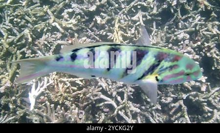 Sixbar Wrasse (Thalassoma hardwicke) Actinopterygii Stockfoto