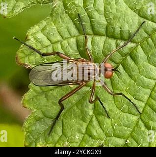 (Empis livida) Insecta Stockfoto