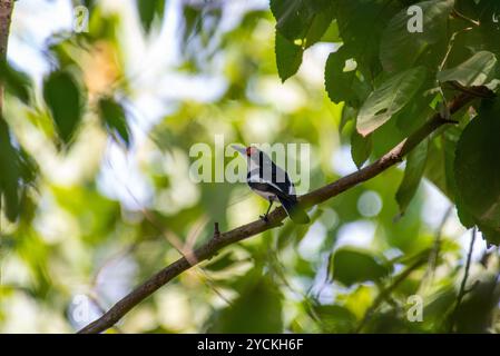 BRAUNTHROATED WATTLE-EYE (Platysteira cyanea) - Common Wattle-eye in -Kasangati, Kampala Uganda Stockfoto