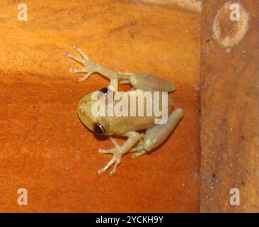 Olive Snouted Tree Frog (Scinax elaeochroa) Amphibia Stockfoto