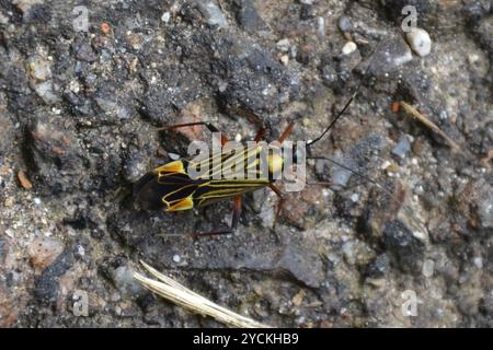 Gesträhnte Pflanzenkäfer (Miris striatus) Insecta Stockfoto