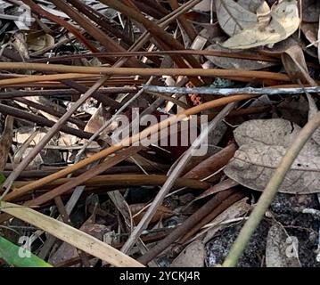 Coontie (Zamia integrifolia) Plantae Stockfoto