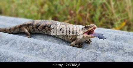 Geblockte Blauzungenkrankheit (Tiliqua nigrolutea) Reptilia Stockfoto