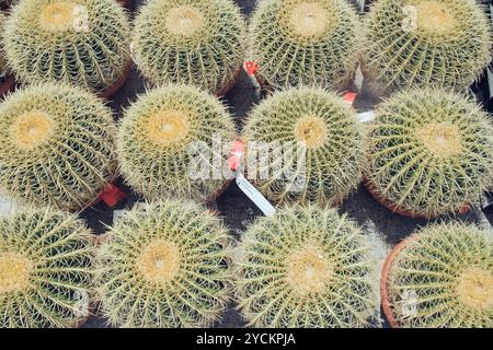 Gruppe von übergroßen Topfkakteen mit goldenem Barrel oder Echinocactus grusonii in Plastiktöpfen im Gartencenter des Kindergartens. Stockfoto