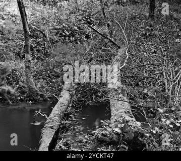 Zwei Bäume sind über dem River Derwent in den Forge Valley Woods in der Nähe von Ayton am Rande des North Yorkshire Moors National Park gefallen Stockfoto