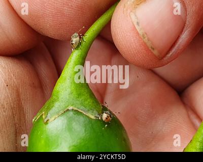 Grüne Kartoffelkäfer (Cuspicona simplex) Insecta Stockfoto